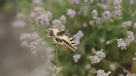 Makroaufnahme-Eines-Frisch-Geschlüpften-Schwalbenschwanz-Schmetterlings-Auf-Lavendel