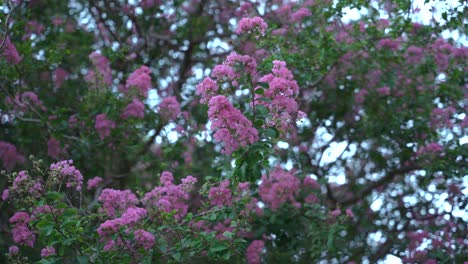 Rosafarbene-Jacaranda-Blumen,-Die-Sich-In-Einem-Brisbane-Park-Im-Wind-Bewegen