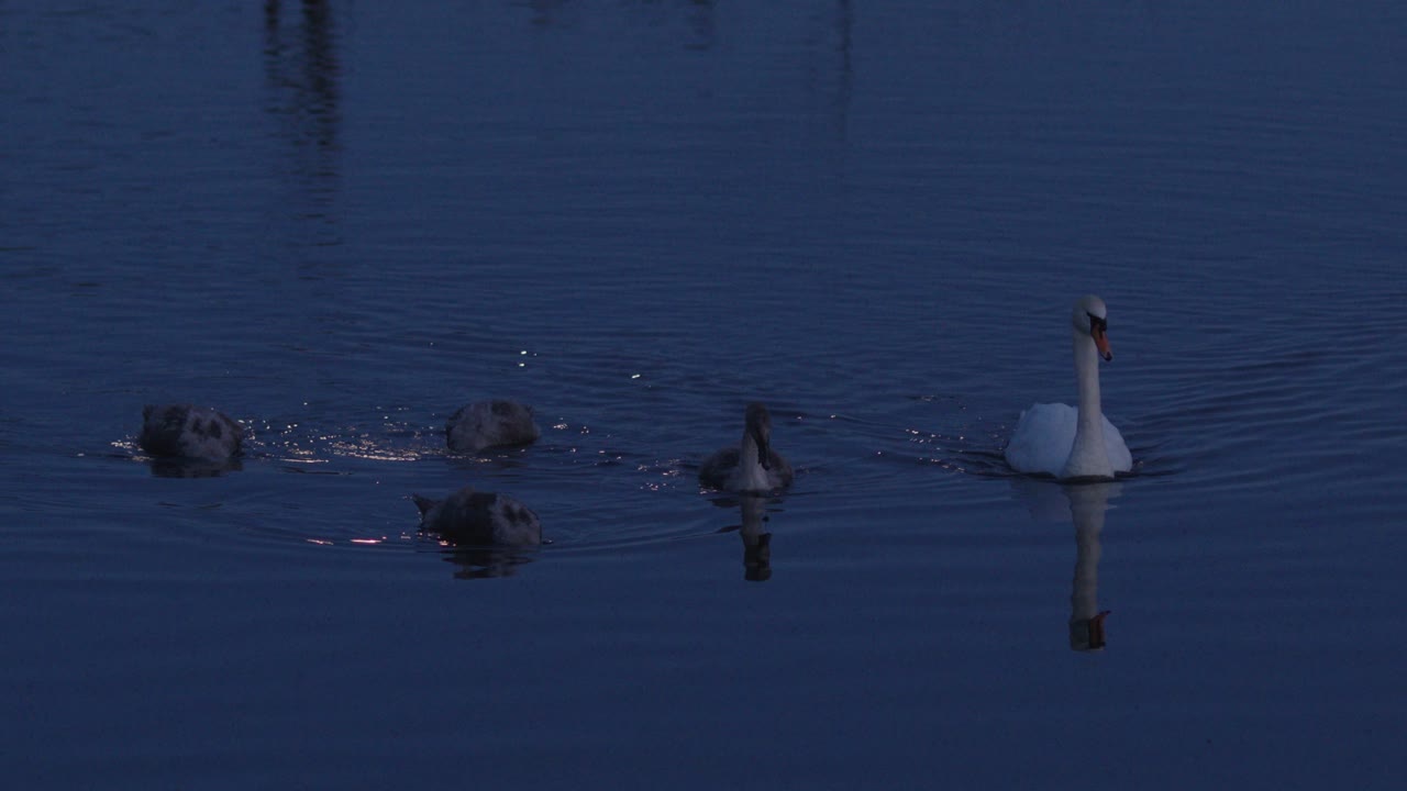 imágenes en cámara lenta de cisnes nadando pacíficamente en el agua a la luz de la luna