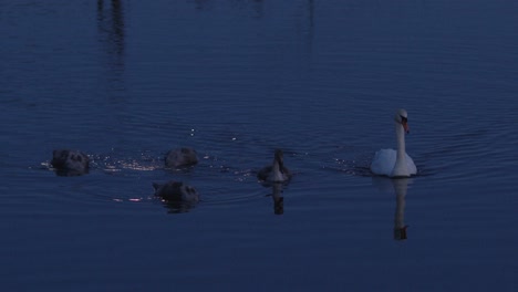 slow-motion footage of swans peacefully swimming in the water in the moonlight