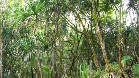 Large-tall-palm-trees-tower-high-in-Hawaii-Big-Island-green-forest-jungle-outdoor-nature-influencer-wild