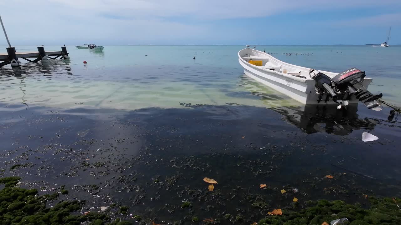 Climate Change Impact: Algae green slime overgrown Shoreline caribbean island, Venezuela