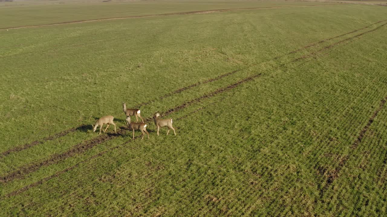 corzo caminando en el campo agrícola. vista aérea