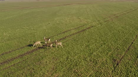 Rehwild,-Das-Auf-Landwirtschaftlichem-Feld-Läuft.-Luftaufnahme