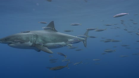 slow motion shot of a great white shark, carcharodon carcharias passing in clear water of guadalupe island, mexico