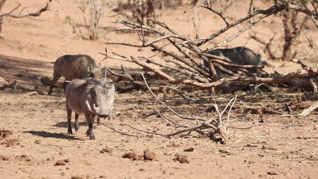 Warthogs getting a fright and start running when two warthogs start fighting in the background, Botswana's Tuli region.