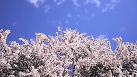 Zeitlupenclip,-Der-Zum-Himmel-Aufblickt,-Mit-Kirschblüten,-Die-Im-Wind-Wehen