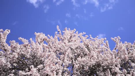clip de cámara lenta mirando hacia el cielo con flores de cerezo ondeando en el viento
