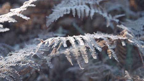 slow motioned footage of a frozen fern leaves