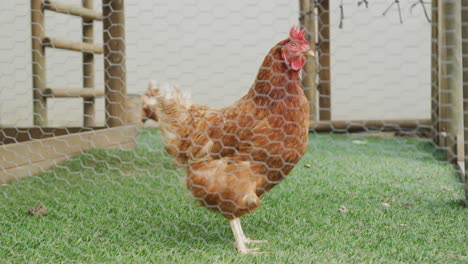 Close-up-of-hen-behind-fence-on-farm