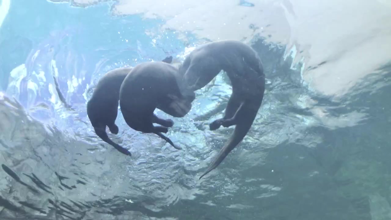 Foca che gioca in un acquario, 4k
