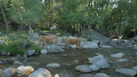 two cows crossing a river plenty of stones