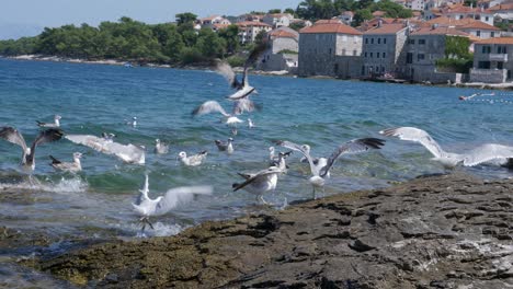 flying seagulls in rocky waters of croatia