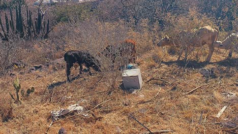 crisis ambiental: vacas en un paisaje árido y lleno de basura esta imagen representa la dura realidad de la degradación ambiental y su impacto en el ganado y los medios de vida rurales