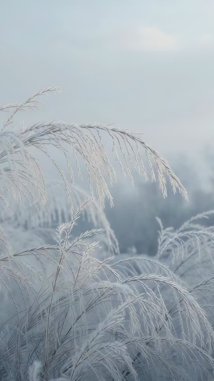 Vertical video: Swaying frosted grasses with arched stalk in wind while camera drifting at dawn