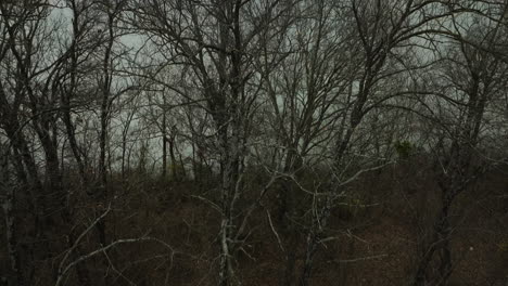 Leafless-Trees-In-The-Forest-By-The-Lake-Sequoyah-In-Arkansas,-USA