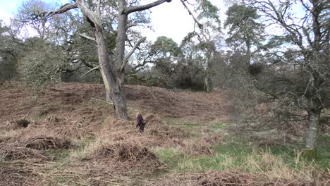 Drum-Castle-Woods-Lady-walks-past-old-pine-tree