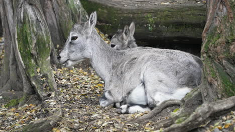 Two-brahals-resting-among-trees