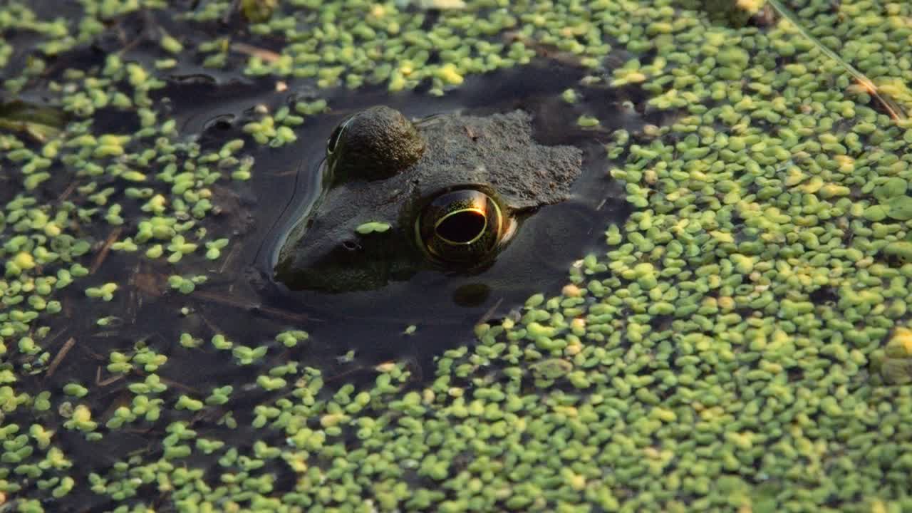 A frog sits in a pond covered with green duckweed, its large golden eye peeking above the water. A moth occasionally flutters around, adding life to the serene aquatic scene captured in this footage.