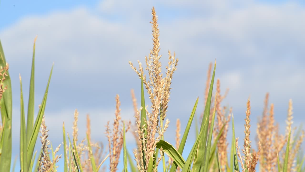 따뜻한 여름 저녁에 바람에 흔들리는 익어가는 옥수수 식물의 갈색 꼭대기