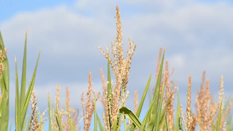 the brown tops of ripening corn plants waving in the wind on a warm summer evening