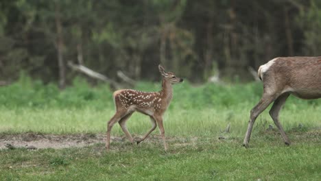 Plano-Medio-De-Un-Cervatillo-De-Ciervo-Rojo-Caminando-Con-Su-Madre-En-Un-Claro-Del-Bosque-Y-Luego-Detrás-De-Algunos-árboles