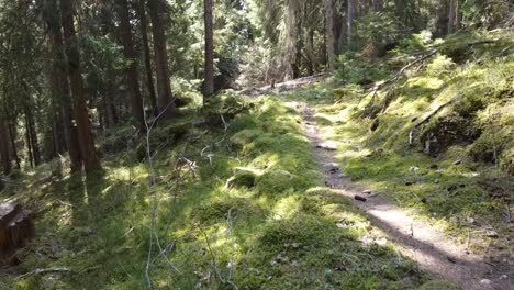 vista a través de un bosque suizo con musgo verde