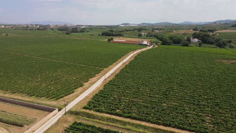 vineyards of penedes wine region close to barcelona, spain