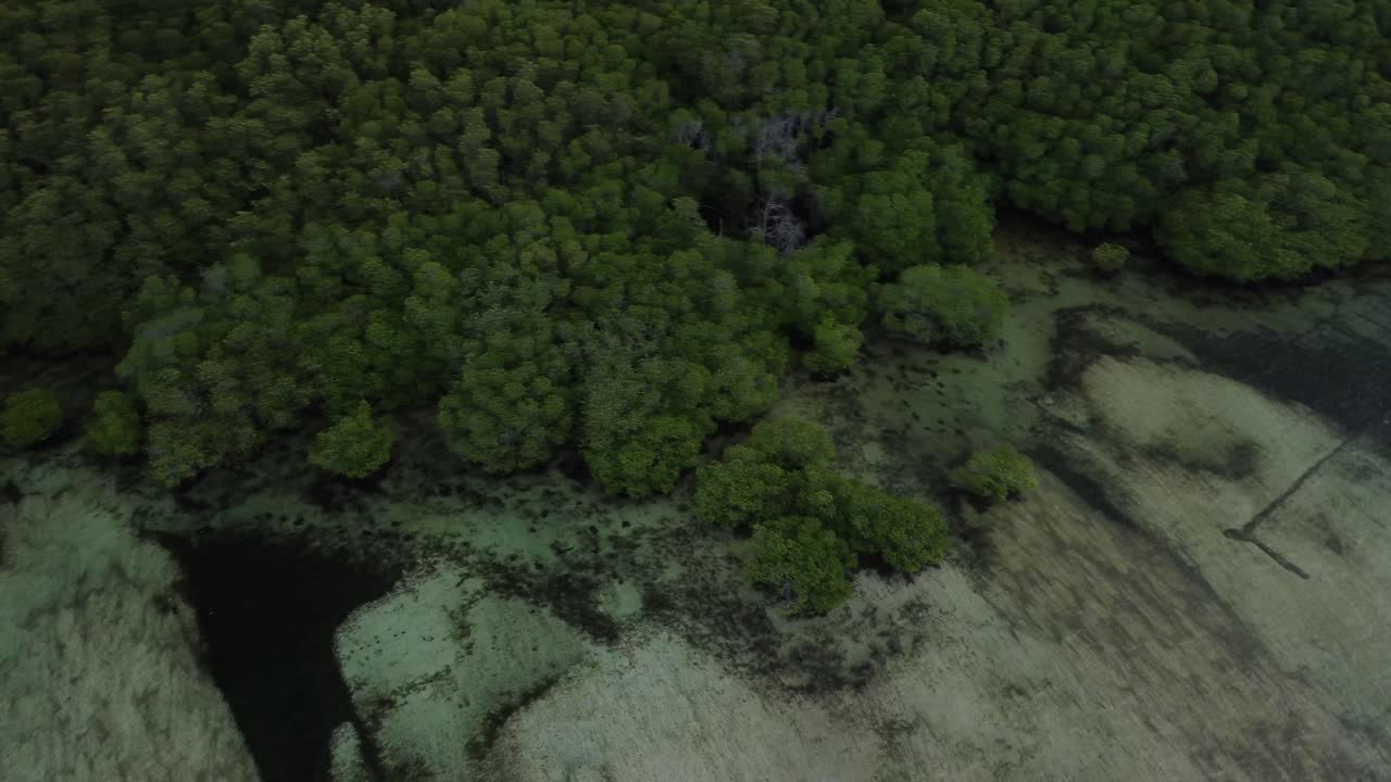 tomada orbital de drones de las copas de los manglares de nusa lembongan en bali, indonesia