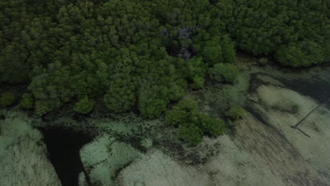 Toma-De-Drone-Orbital-De-Las-Copas-De-Los-Manglares-De-Nusa-Lembongan-En-Bali,-Indonesia