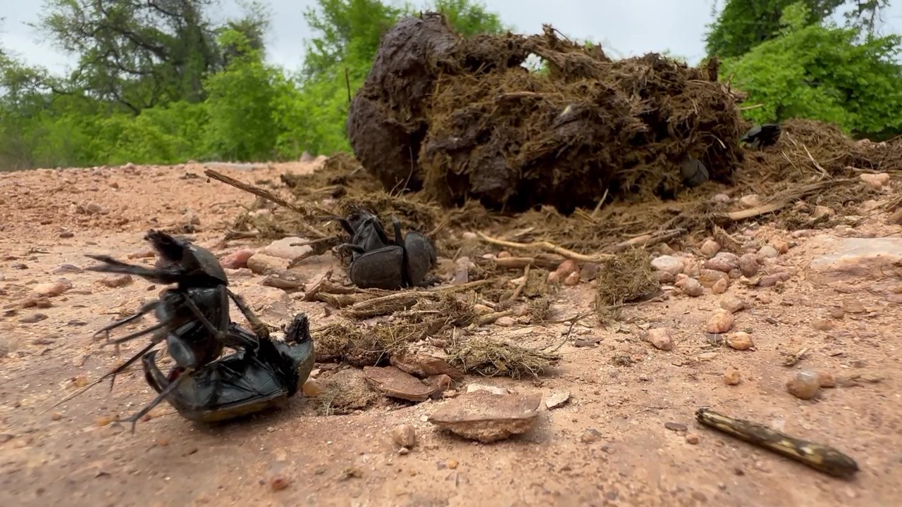 Scarabei stercorari della famiglia degli Scarabeidi che si accoppiano vicino a escrementi freschi di elefante nel Parco Nazionale di South Luangwa in Zambia.
