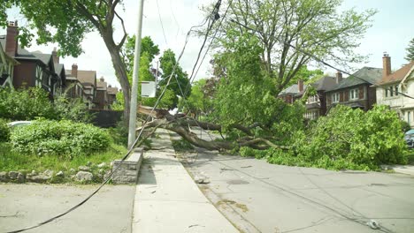 tilt down shot revealing a massive tree that was uprooted by a large wind storm causing it to fall onto the powerlines cutting power to hundreds of people