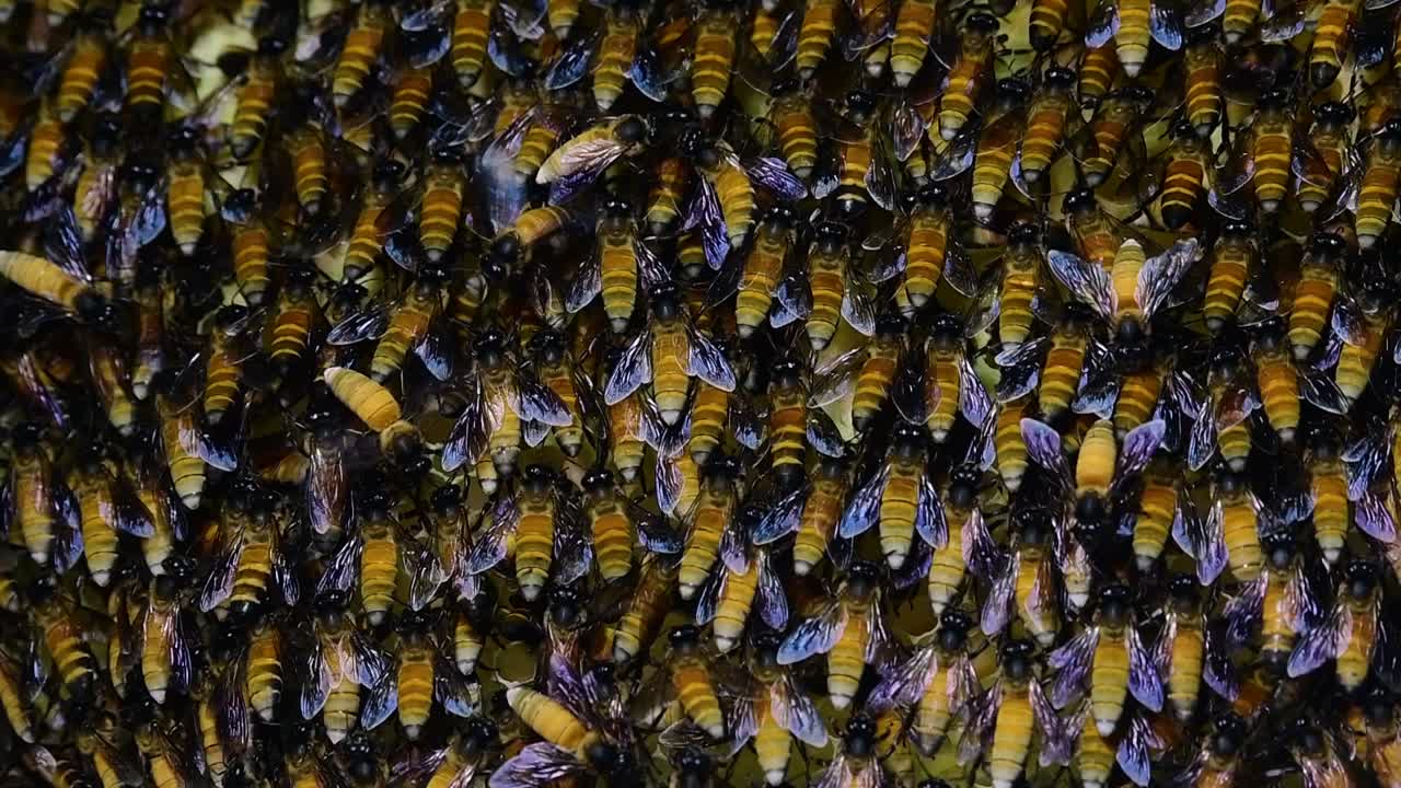 se sabe que las abejas melíferas gigantes construyen grandes colonias de nidos con bolsillos simétricos hechos de cera para almacenar miel como fuente de alimento.