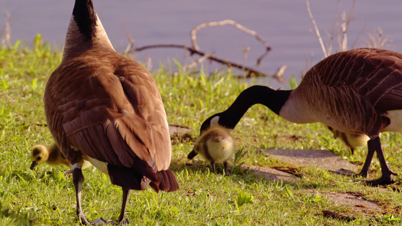 Fragile and determined, newborn geese take on the world in a slow-motion debut.