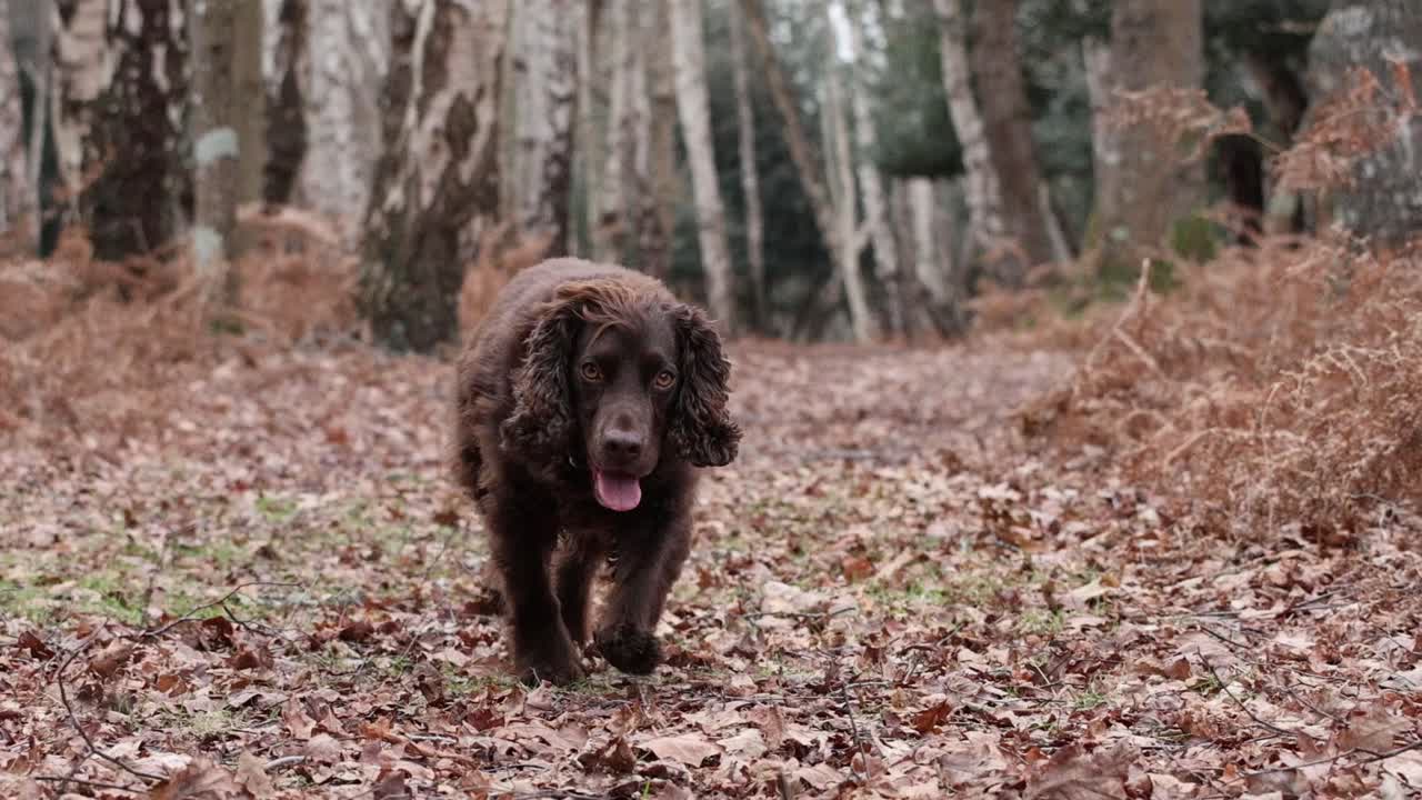 Cocker Spaniel in the forest clip 3