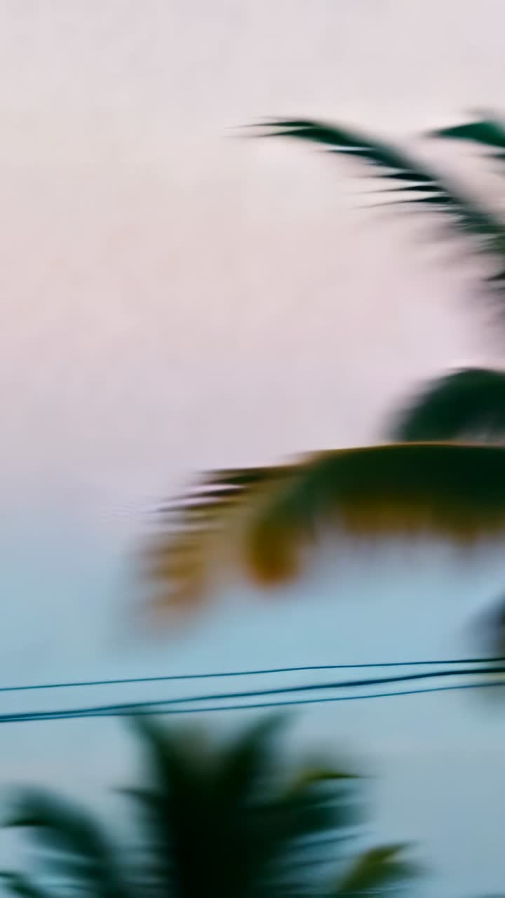 Video verticale: Alte fronde di palma ondeggianti alla brezza, telecamera in panoramica sulla costa, cielo rosa, cavi