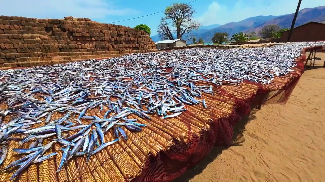 Close view of small fish laid out to dry in the sun on a long bamboo table in Usisya Village, with reddish bricks and mountains behind.