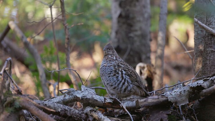 Ruffed grouse trying to be as hidden as possible not to be seen