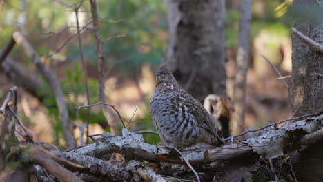 ruffed grouse trying to be as hidden as possible not to be seen