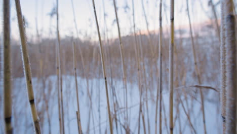 pov close-up motion through frozen reeds in snowy winter landscape