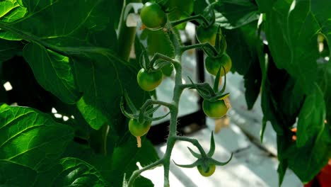 tomates verdes en la planta de tomate en el invernadero 4k