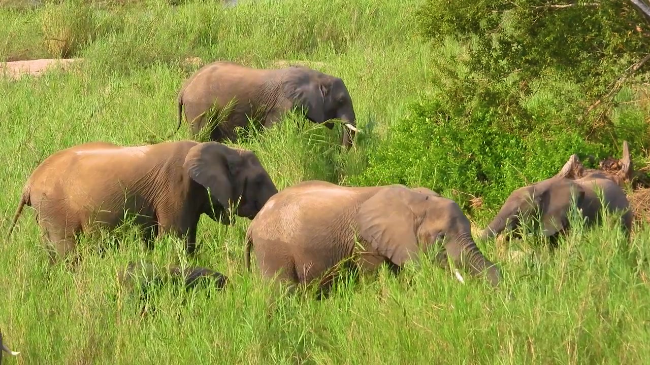 Kuddes Afrikaanse olifanten die vredig grazen op hoog gras in de savanne, genietend van de warmte en de rust van hun natuurlijke habitat belichamend, statisch shot, Kruger Nationaal Park, Zuid-Afrika.