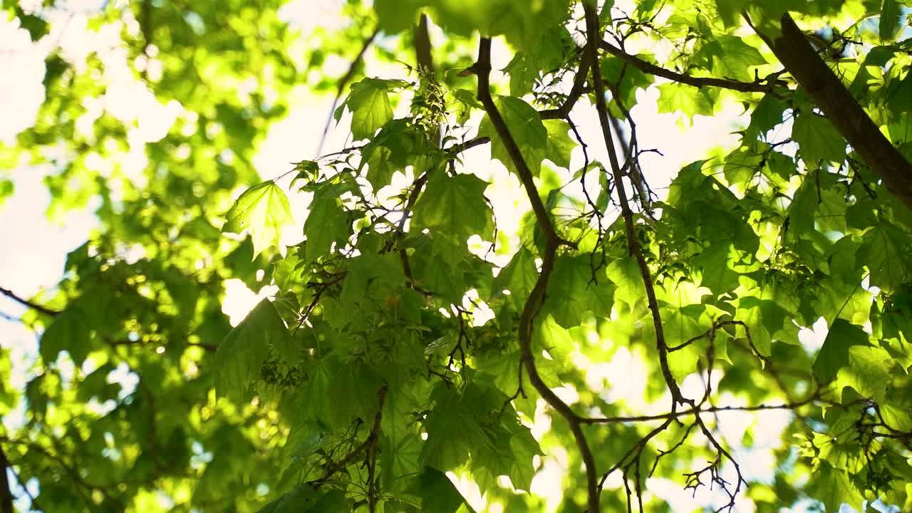 나가지 를 통해 볼 수 있는 빛