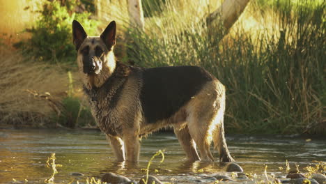 static shot of german shepherd trained dog standing on a pond river water in wilderness