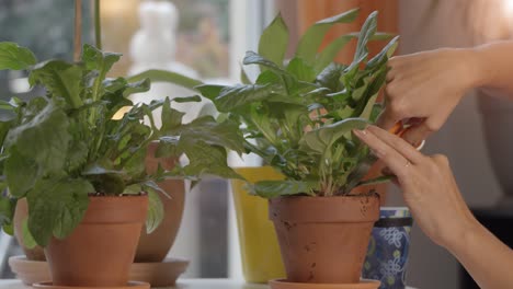 Person-is-taking-care-of-plants-in-pots,-indoor-environment,-using-scissors-to-cut-leafs-at-the-bottom-of-the-plant,-botanic-and-plants-concept