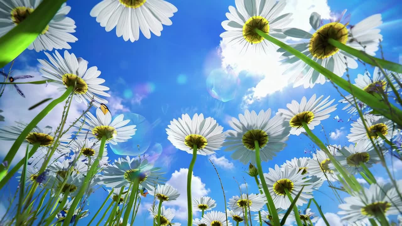 Low-angle video shot of daisies against a bright blue sky, capturing a vibrant, sunny day