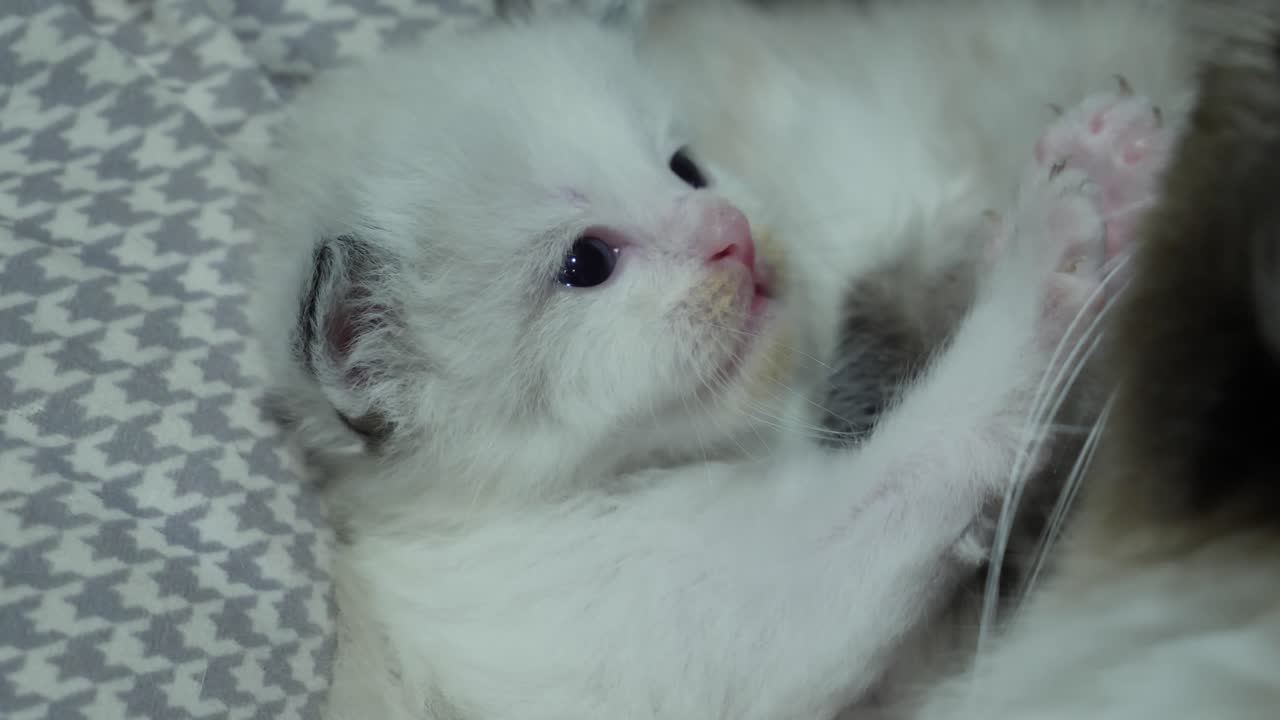 Yukarı Doğru Esneyen Minicik Yavru Kedi