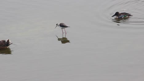 Black-winged-Stilt-bird-searching-for-small-fishes-in-lake-water-with-spot-billed-duck-in-the-back-stock-video-I-Bird-stock-video
