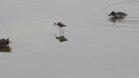 Pájaro-Con-Alas-Negras-En-Zancos-Buscando-Pequeños-Peces-En-El-Agua-Del-Lago-Con-Un-Pato-Pico-En-La-Espalda-Almacen-De-Video-I-Ave-Almacen-De-Video