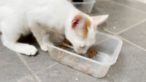 Haustiere,-Katzen,-Die-Zusammen-Essen